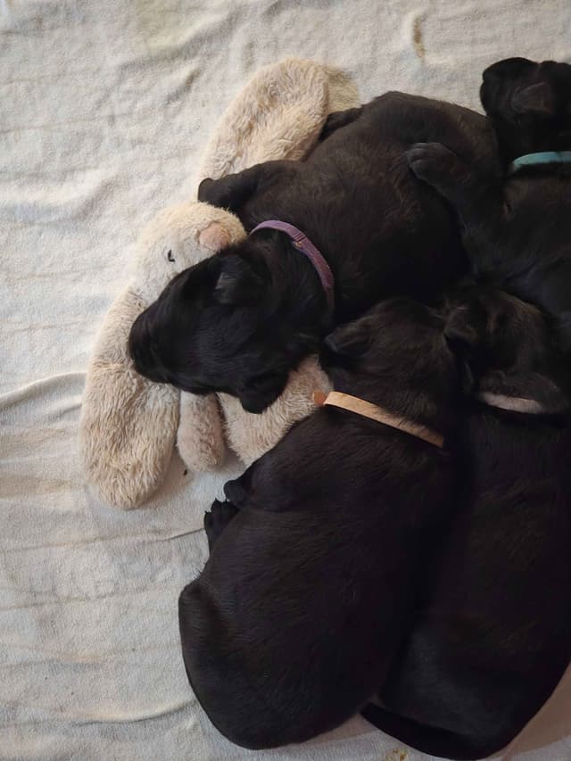 Labrador Retriever Puppies media 8