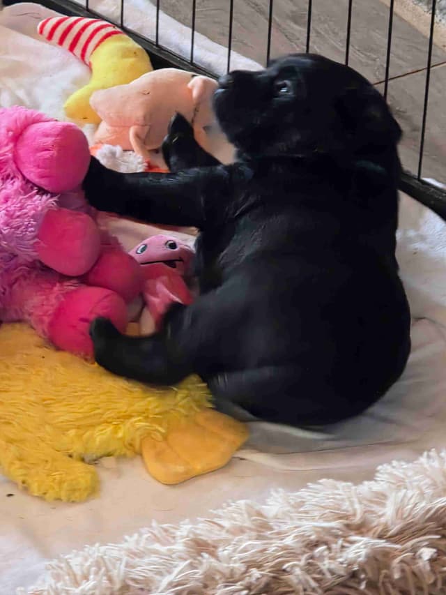 Labrador Retriever Puppies media 9