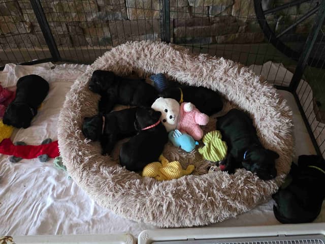 Labrador Retriever Puppies media 10