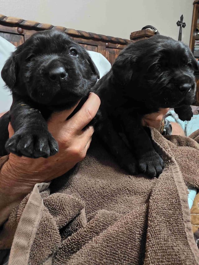 Labrador Retriever Puppies media 11