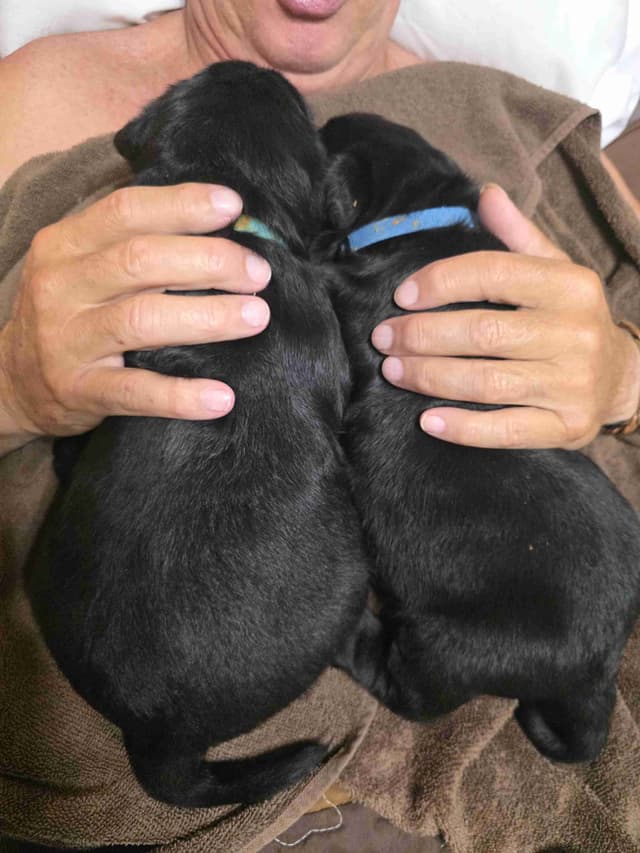 Labrador Retriever Puppies media 12