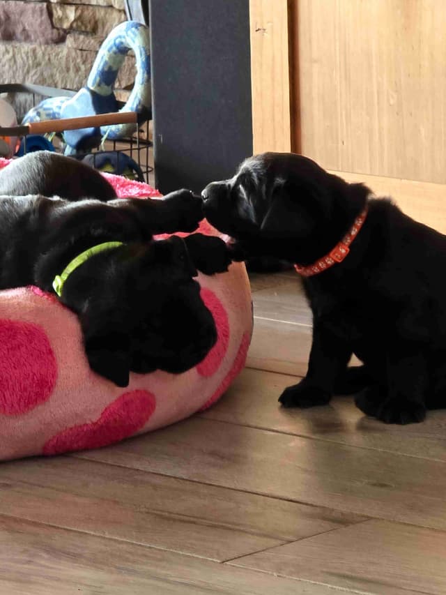 Labrador Retriever Puppies media 14