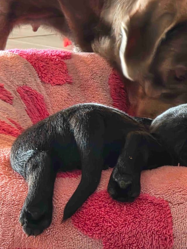Labrador Retriever Puppies media 15
