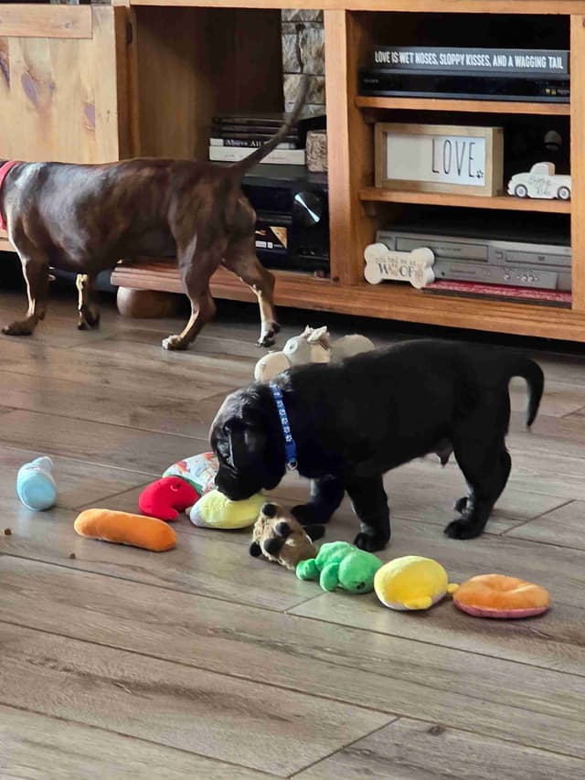 Labrador Retriever Puppies media 17