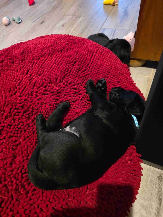 Labrador Retriever Puppies media 18