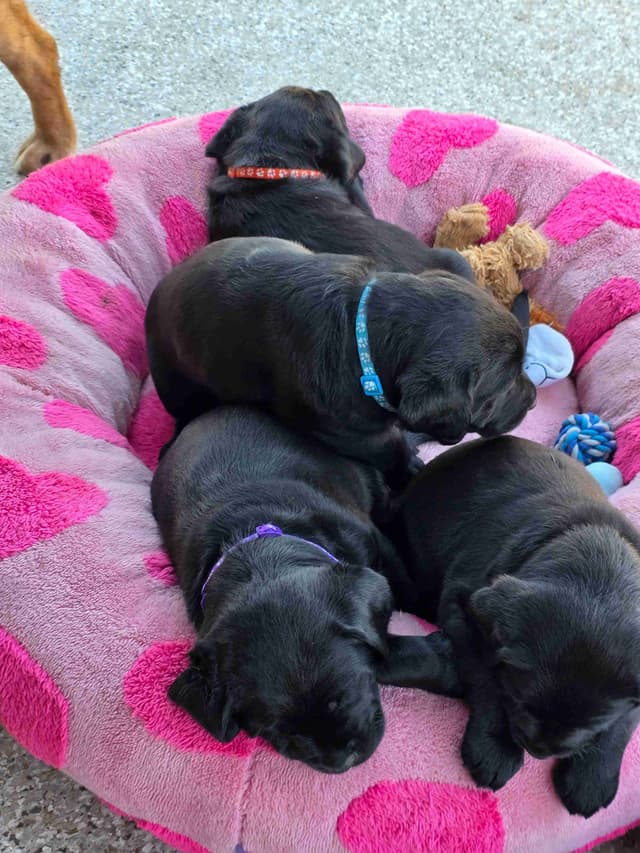 Labrador Retriever Puppies media 19