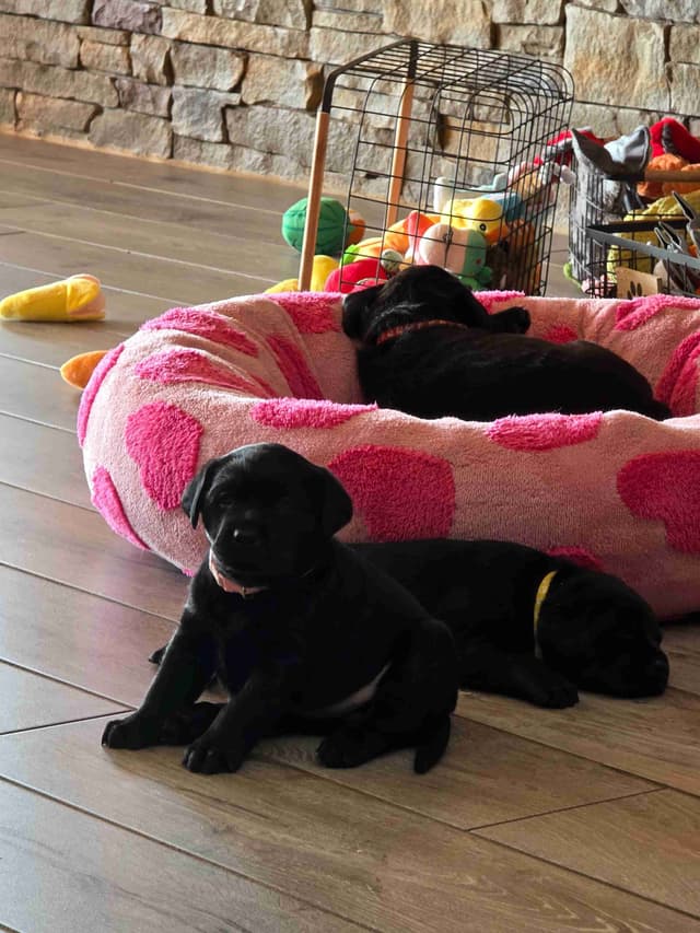 Labrador Retriever Puppies media 21
