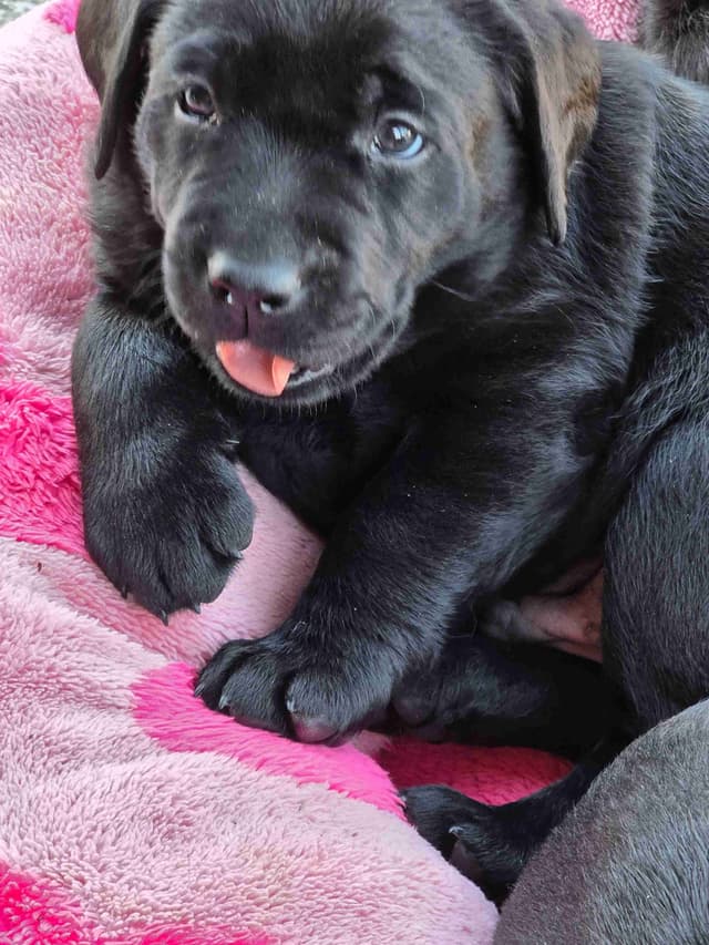 Labrador Retriever Puppies media 22