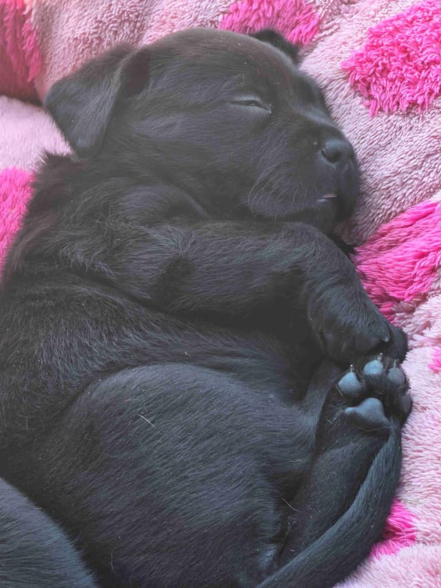 Labrador Retriever Puppies media 23