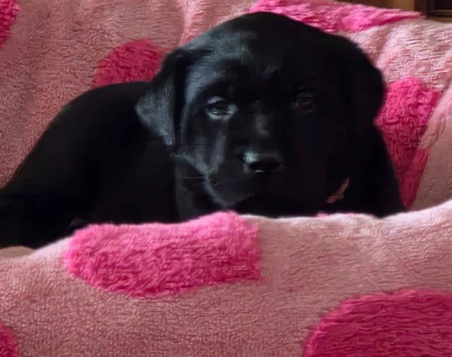 Labrador Retriever Puppies media 24