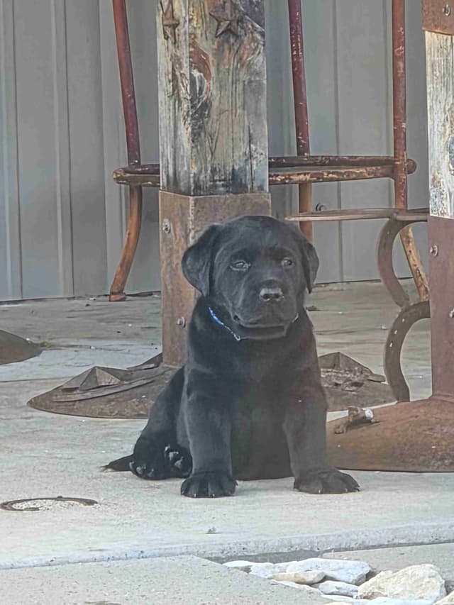 Labrador Retriever Puppies media 25