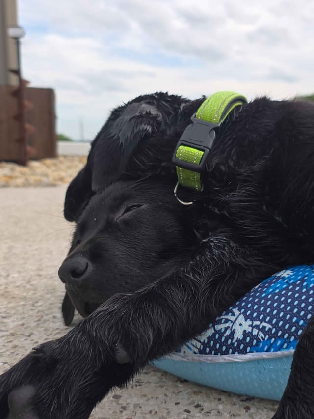 Labrador Retriever Puppies media 26