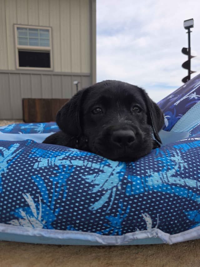 Labrador Retriever Puppies media 27