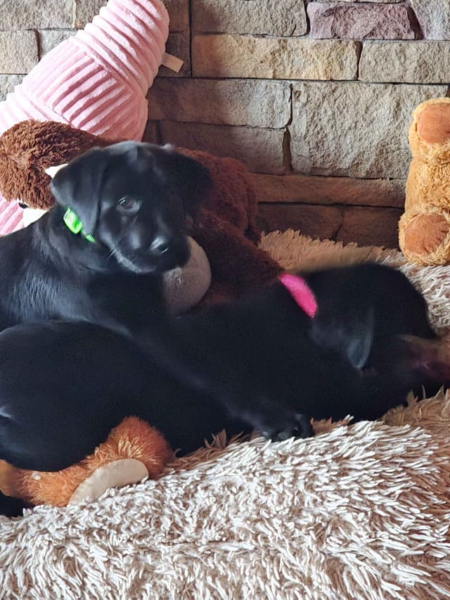 Labrador Retriever Puppies media 28