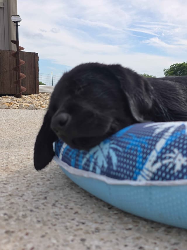 Labrador Retriever Puppies media 29