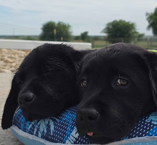 Labrador Retriever Puppies media 30