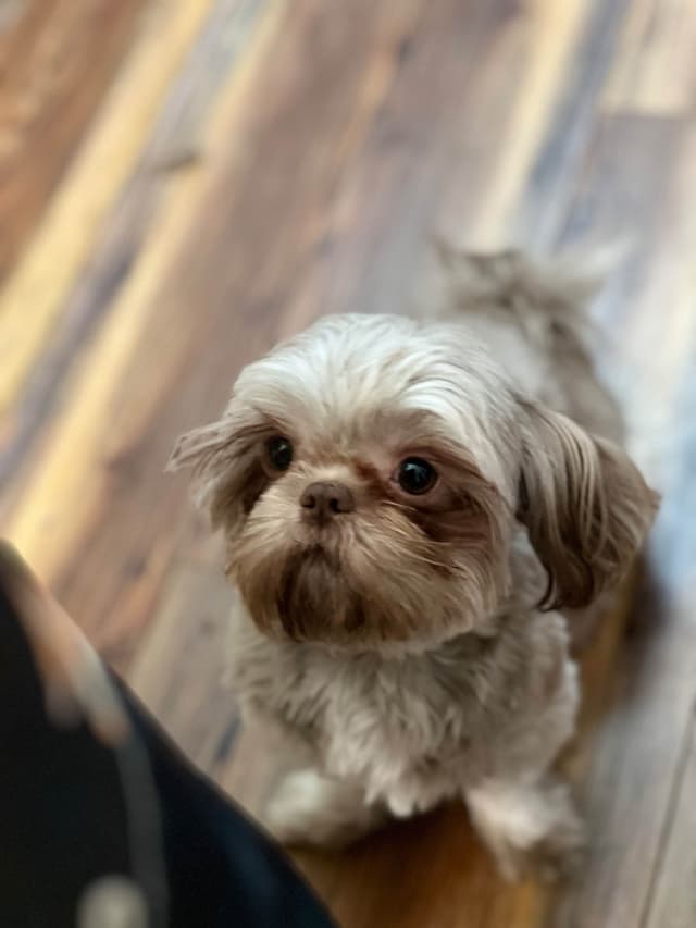 Shih Tzu Puppies,  potty trained, past chewing stage  call today media 2