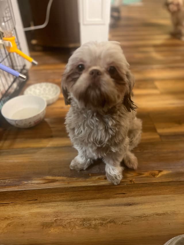 Shih Tzu Puppies,  potty trained, past chewing stage  call today media 4