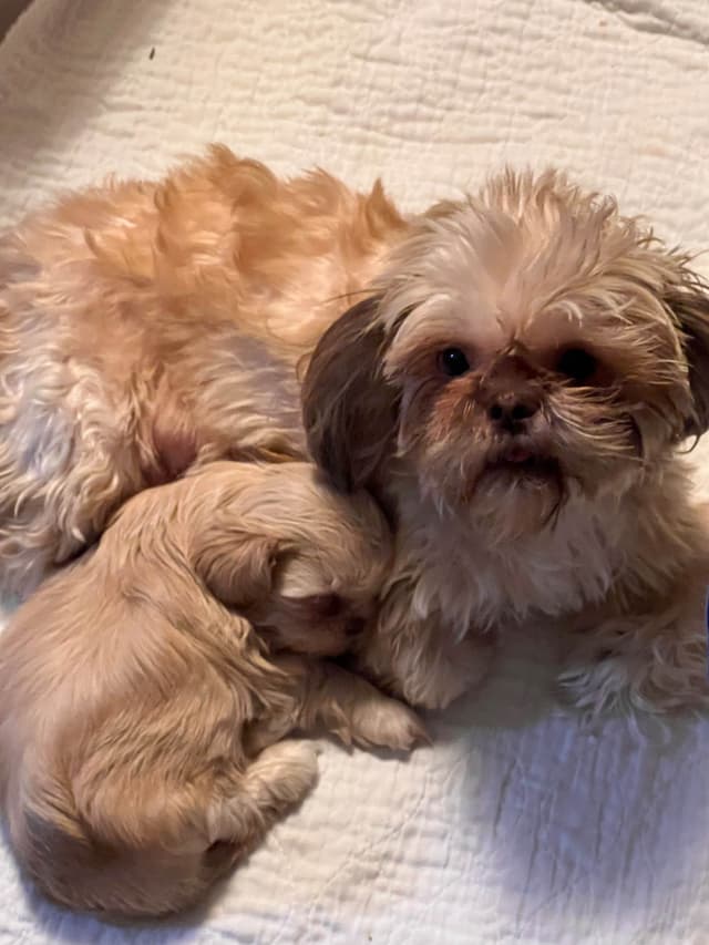 Shih Tzu Sisters just turned 2 yrs old, past chewing, trained for you. media 2