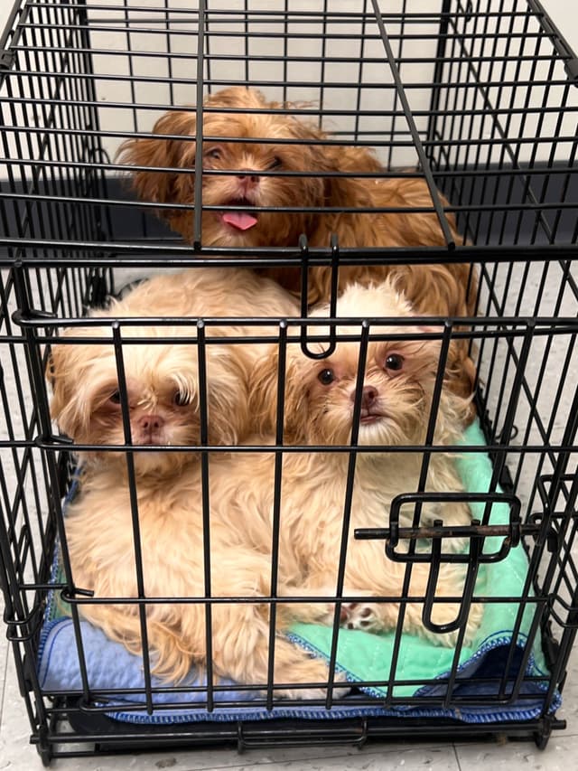 Shih Tzu Sisters just turned 2 yrs old, past chewing, trained for you. media 3