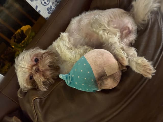 Shih Tzu Puppies,  potty trained, past chewing stage  call today media 6