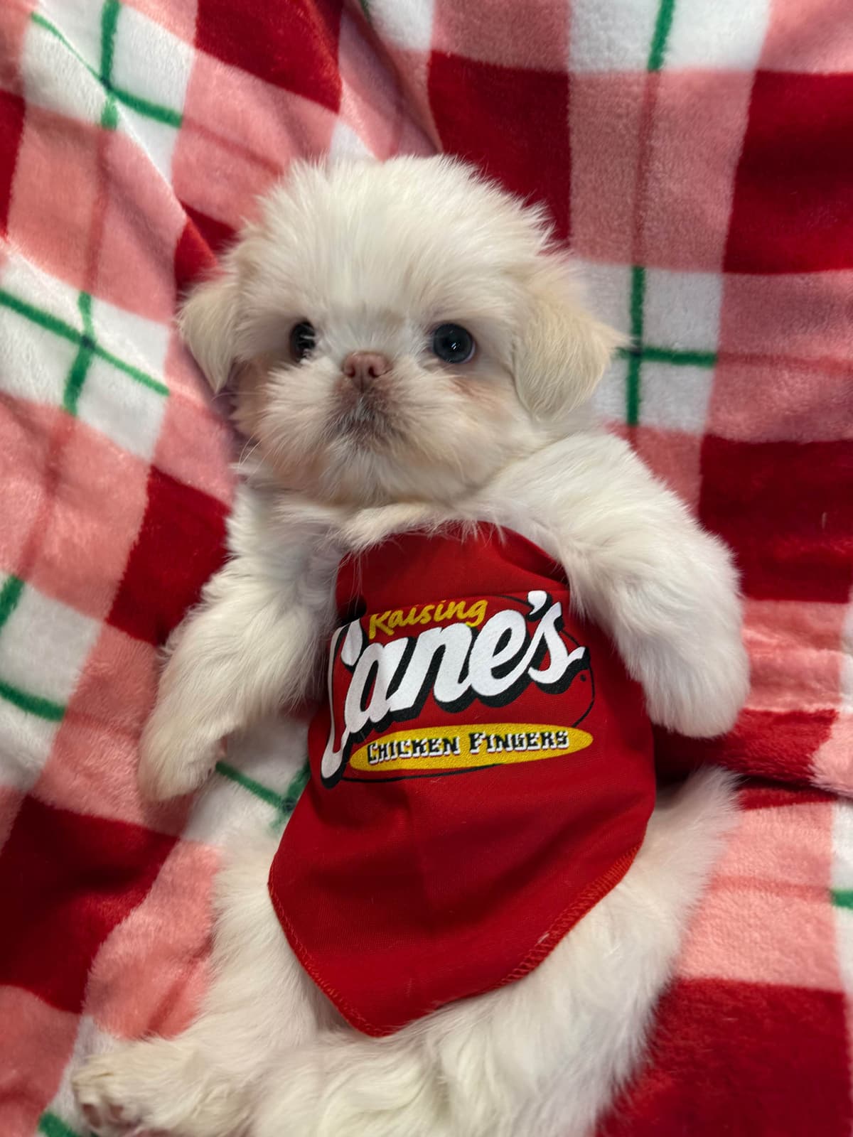 Last one in the litter and she is awesomePast Chewing Stage. So smart! breeder image 10