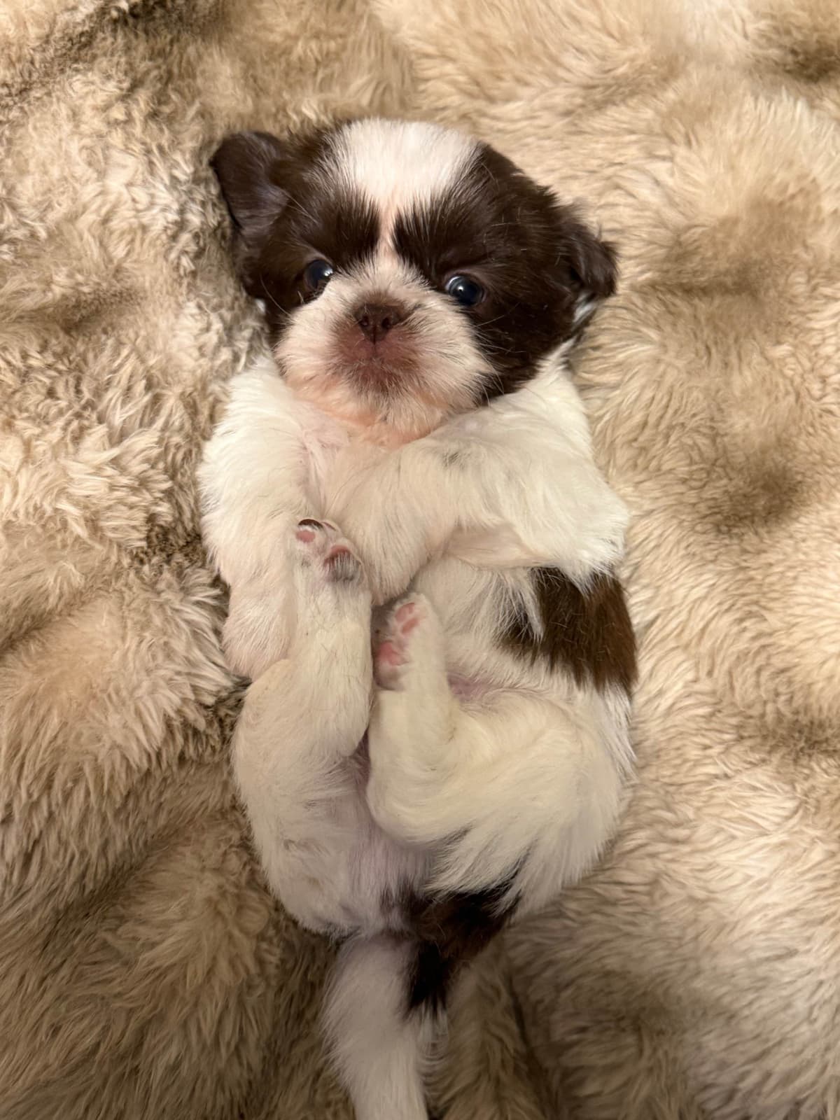 Last one in the litter and she is awesomePast Chewing Stage. So smart! breeder image 14