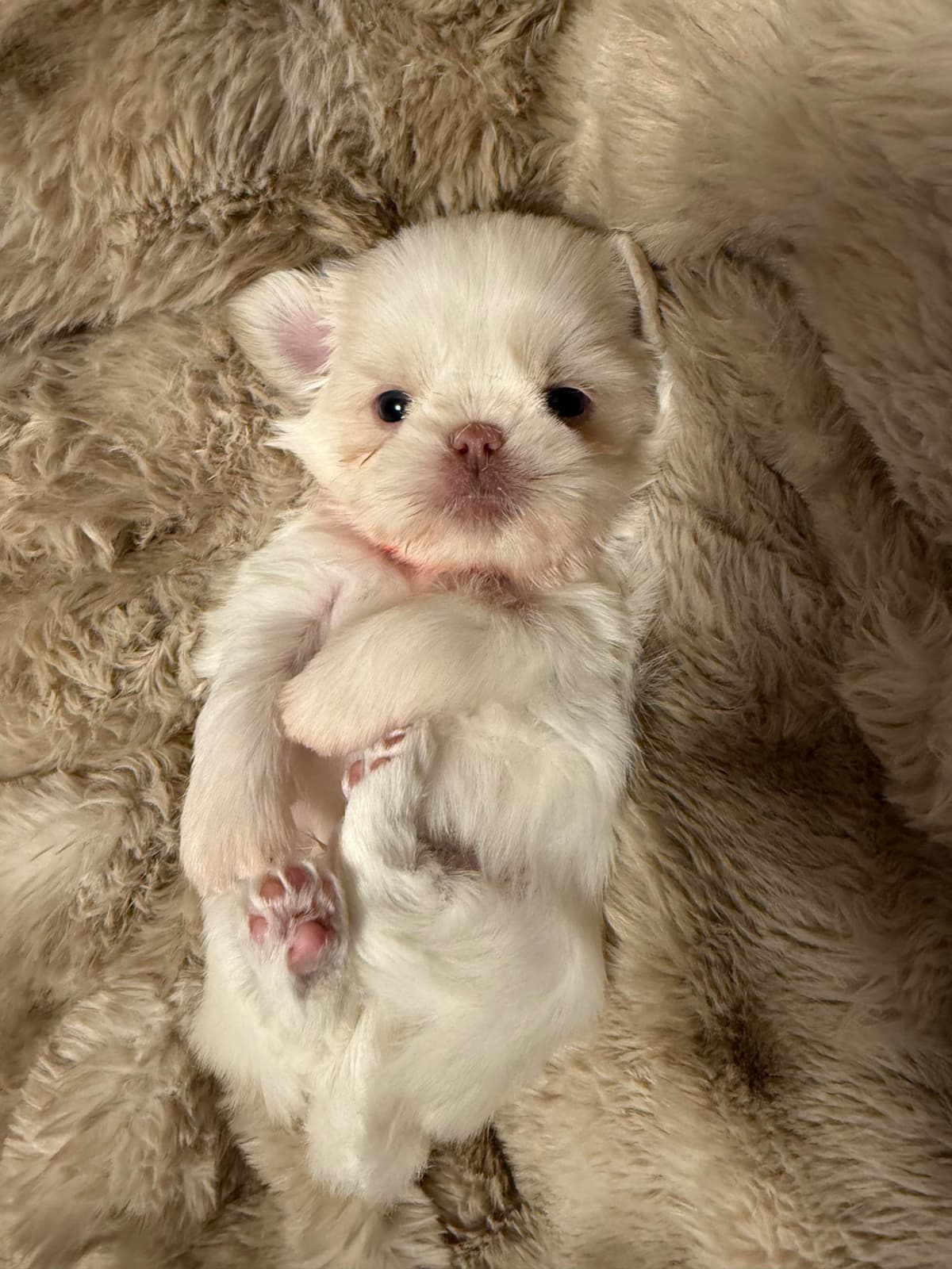 Last one in the litter and she is awesomePast Chewing Stage. So smart! breeder image 16