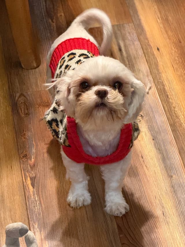 Shih Tzu Sisters just turned 2 yrs old, past chewing, trained for you. media 4