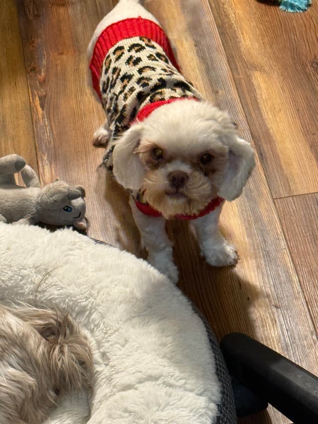 Shih Tzu Sisters just turned 2 yrs old, past chewing, trained for you. media 5