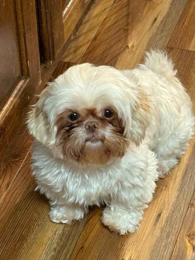Shih Tzu Sisters just turned 2 yrs old, past chewing, trained for you. media 6