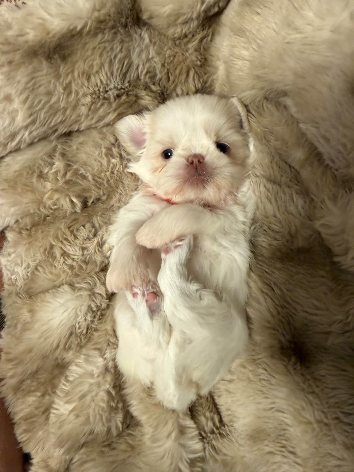 Last one in the litter and she is awesomePast Chewing Stage. So smart! breeder image 23