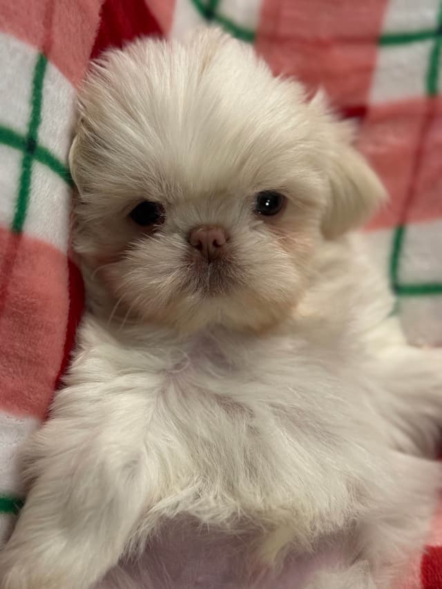 Adorable Shih Tzu Puppies available NOW media 2