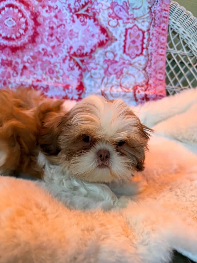 Adorable Shih Tzu Puppies available NOW media 6