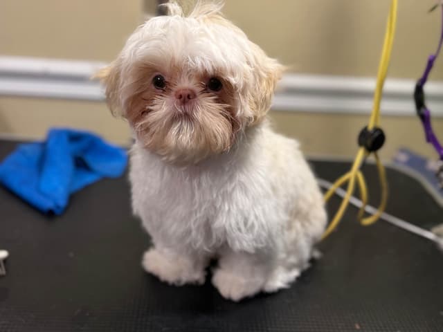 Shih Tzu Puppies media 3