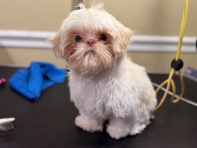 Shih Tzu Puppies media 2