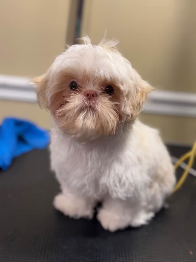 Shih Tzu Puppies media 4
