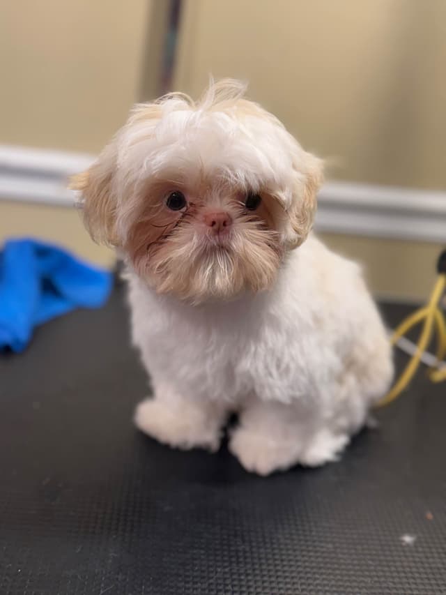 Shih Tzu Puppies media 7