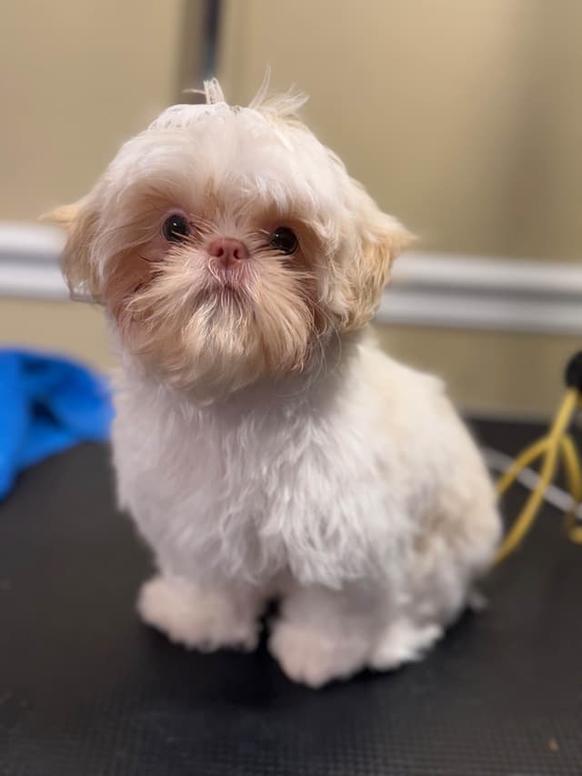 Shih Tzu Puppies media 5