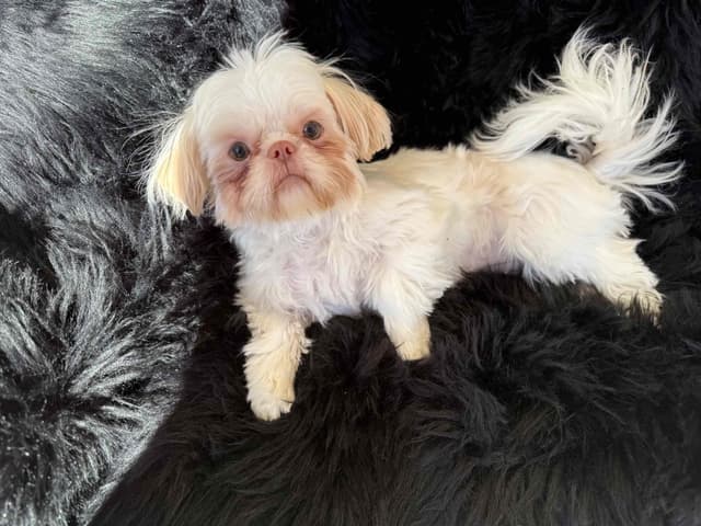 Shih Tzu Puppies media 9
