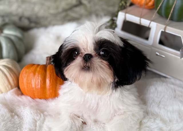 Shih Tzu Puppies media 8
