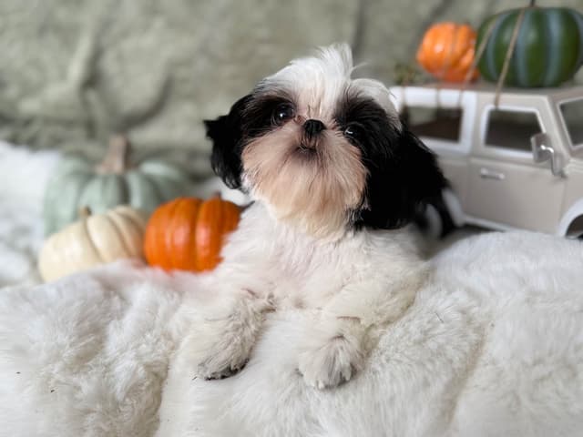 Shih Tzu Puppies media 10