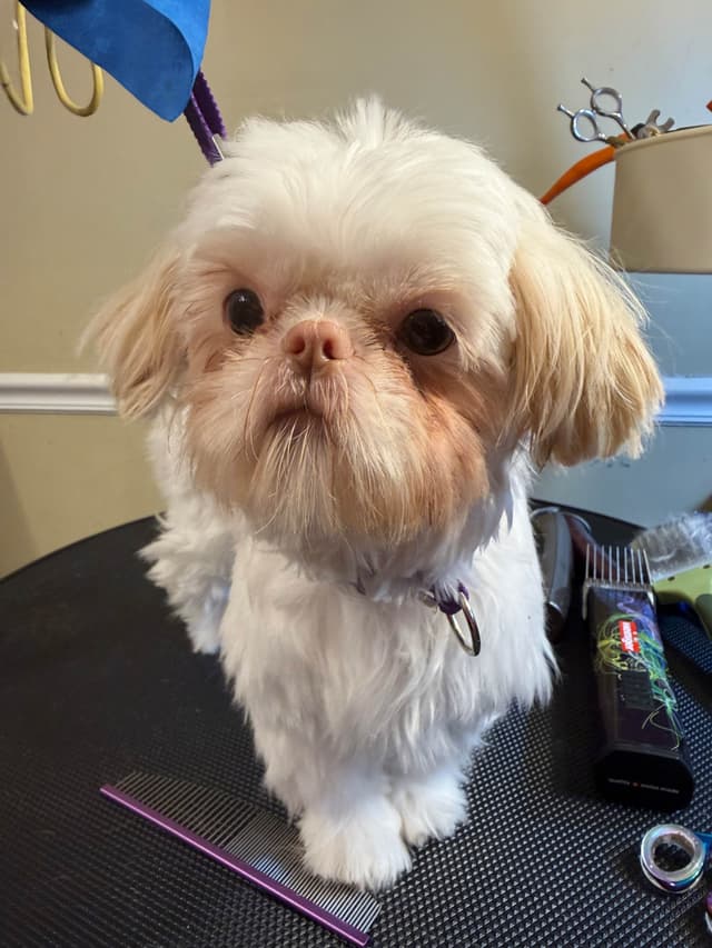 Shih Tzu Puppies media 14