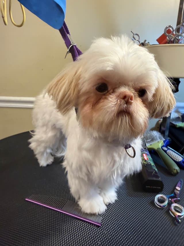 Shih Tzu Puppies media 15