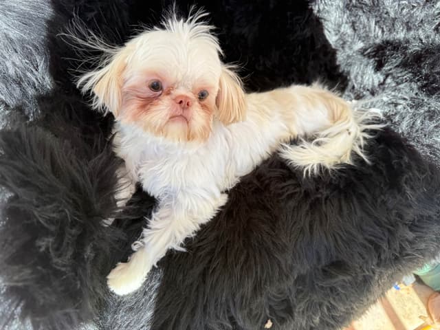 Shih Tzu Puppies media 13
