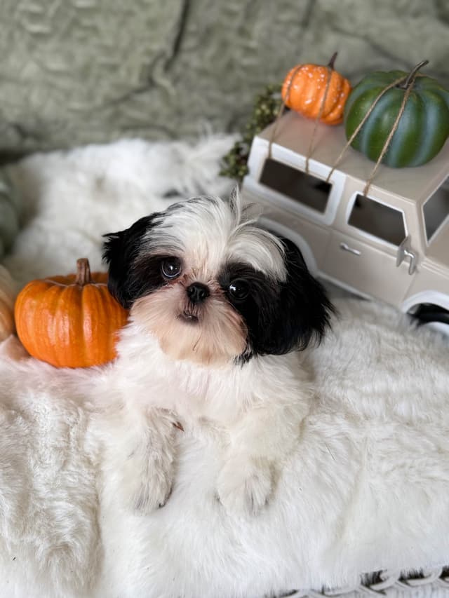 Shih Tzu Puppies media 16