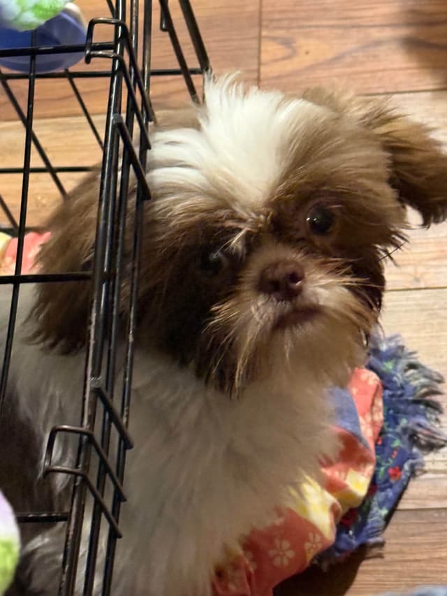 Adorable Shih Tzu Puppies available NOW media 7