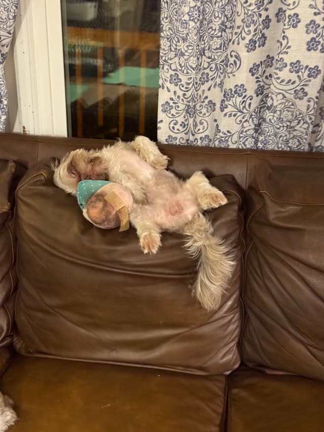 Shih Tzu Puppies,  potty trained, past chewing stage  call today media 8