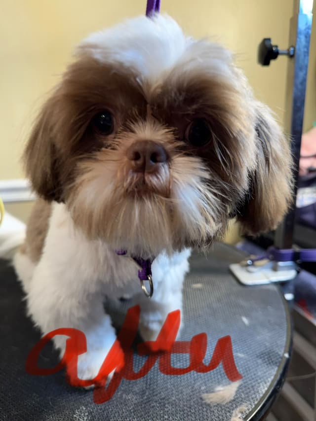 Adorable Shih Tzu Puppies available NOW media 8