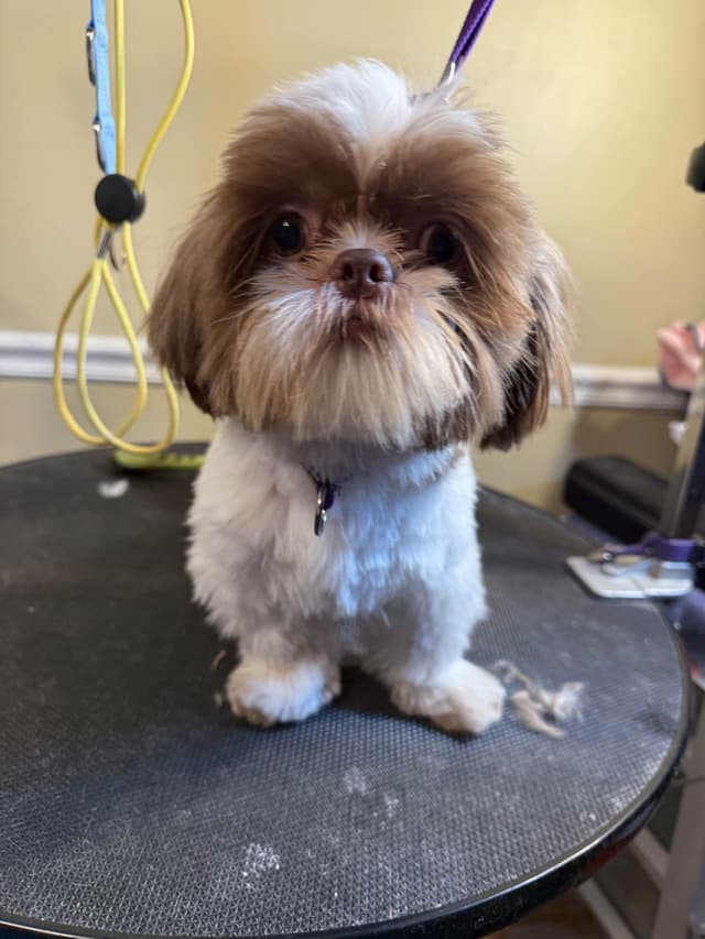 Adorable Shih Tzu Puppies available NOW media 9